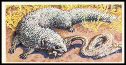 17 Indian Mongoose